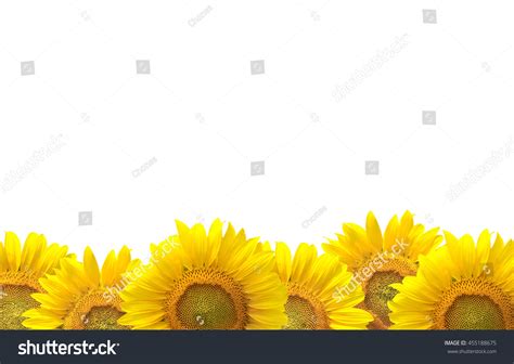 Sunflower Isolated On White Background Stock Photo 455188675 | Shutterstock