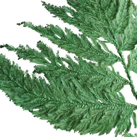 Plume Fern Verdi Preserved