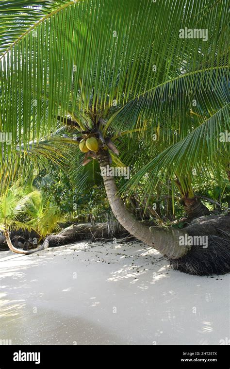 Wild Tropical Beach With Coconut Trees And Other Vegetation White Sand