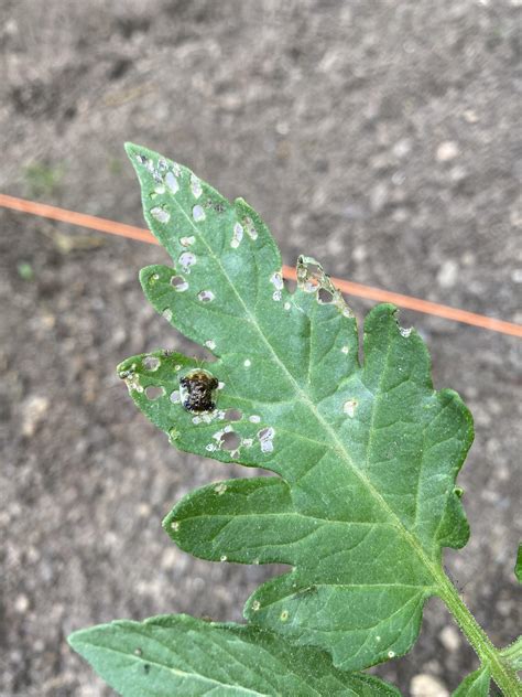 What Is This Bug Eating The Leaves On My Tomato Plant Rwhatsthisbug