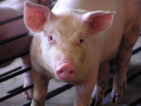 Livestock industry hit hard by high feed costs, weak economy ...