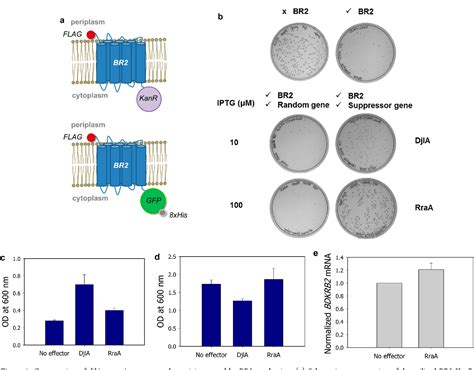 Figure 1 From Development Of Escherichia Coli Strains That Withstand