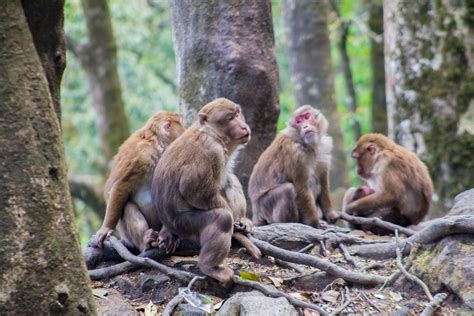 Free Stock Photo Of Animals Group Of Monkeys Monkeys