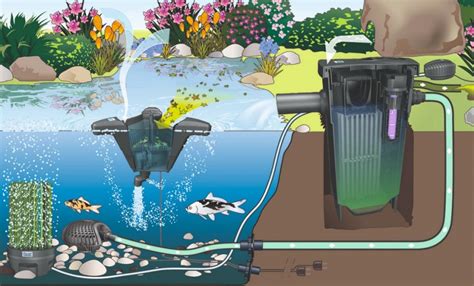Как избавиться от цветения воды в пруду с рыбами