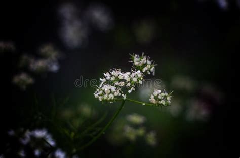 Vacker Vit Blomma I Mitt Hem Arkivfoto Bild Av Gg Fusion