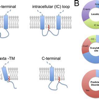 S Acylation Sites In Ion Channel Pore Forming Subunits A Schematic