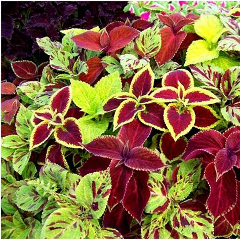 Buntnessel Samen Coleus Rainbow Mix Preis 1 55