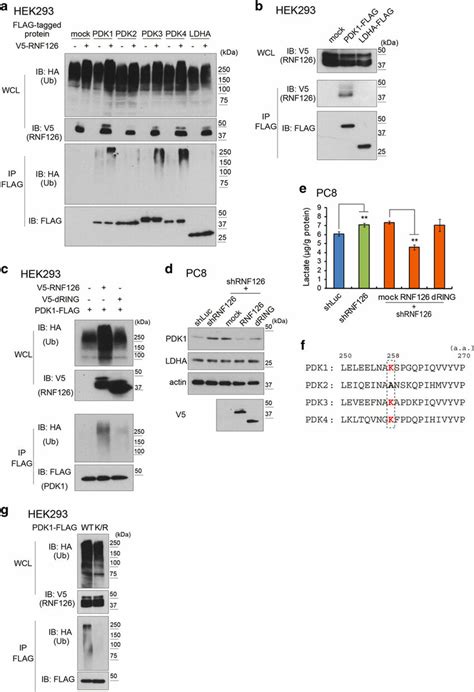 Rnf Is An E Ubiquitin Ub Ligase For Pdks A Western Blot