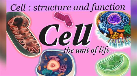 Cell The Unit Of Life 360 360 Marks One Shot NCERT PYQs