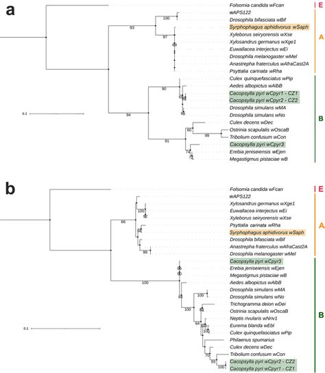 Maximum Likelihood Tree Of Wolbachia A Wsp Gene Sequences B