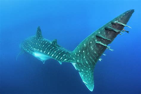 Remoras On Whale Shark Tail, Galapagos National Park Photograph by Alex ...