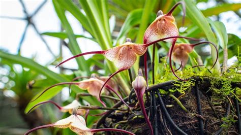 Monkey Orchid Care: How To Grow This Fascinating Species | Gardening ...