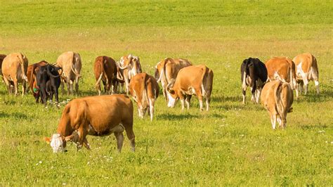 Beef Production Hinds Community College