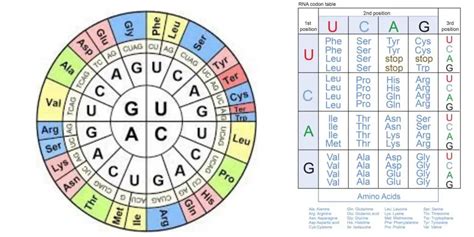 Genetic Code Definition Characteristics Wobble Hypothesis Biology