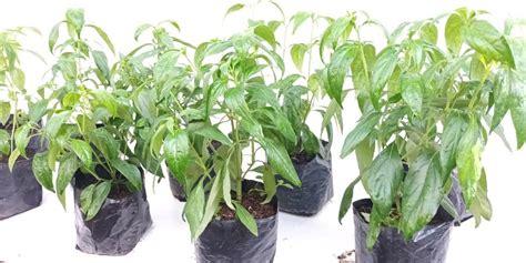 Serpentina Furniture Home Living Gardening Plants Seeds On Carousell