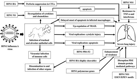 Pathology Molecular Biology And Pathogenesis Of Avian Influenza A