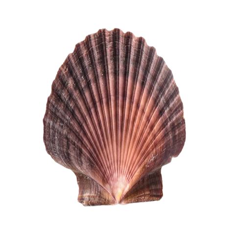 3 Inches Tubby Scallop Shells 25 Pcs Michaels