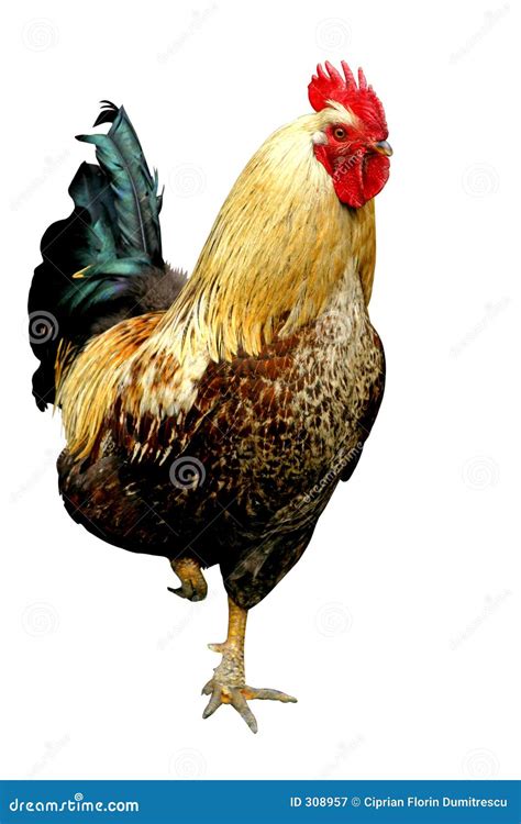 Rooster in Colors stock image. Image of bird, wings, colors - 308957