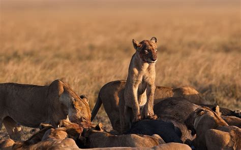 Is Captive Lion Hunting Really Helping To Save The Species Adopt A
