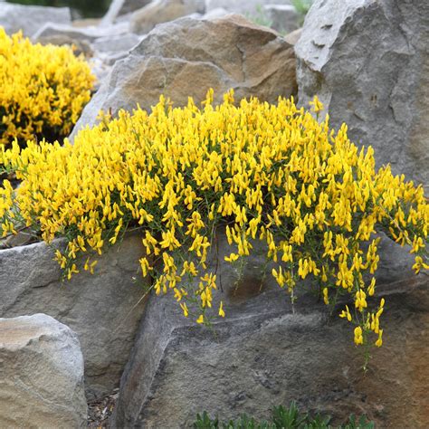 GENISTA - GENET - Jardinerie Prosperi