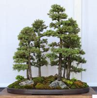 Dwarf Alberta Spruce Bonsai Tree