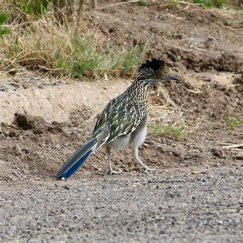 Greater Roadrunner - Bird Watching Academy