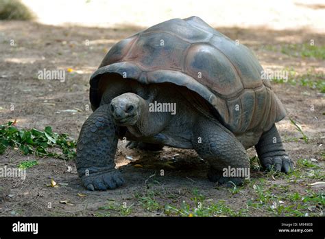 Tortue G Ante Des Galapagos Chelonoidis Nigra Sont Les Plus Grandes