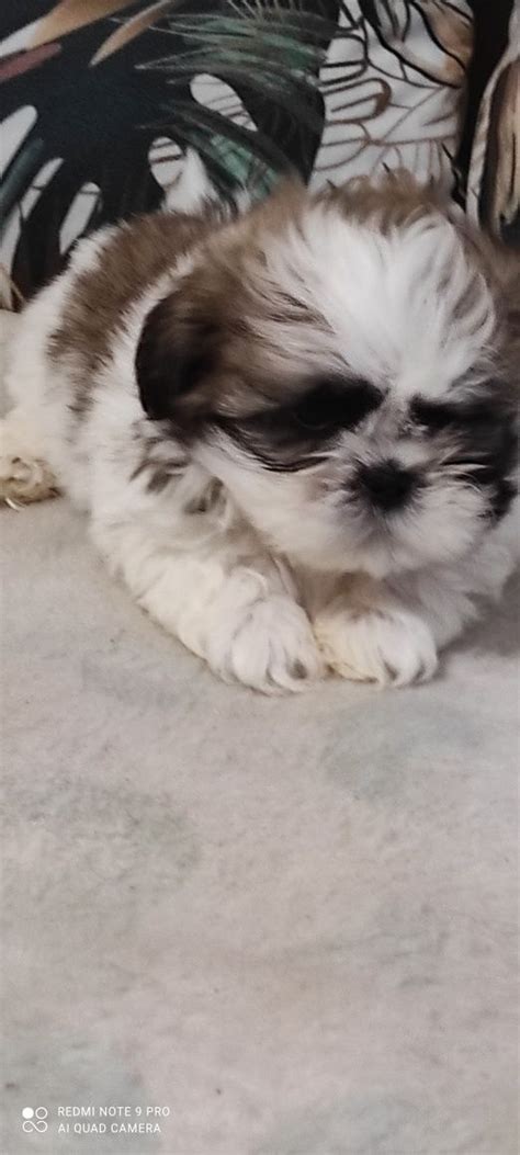 Shih Tzu Suczka Do Odbioru W Growiec Olx Pl