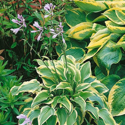 Hosta Pilgrim Van Meuwen