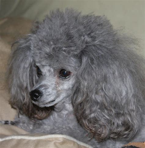 Gray Poodle - Free Stock Photo by Tony Ryta on Stockvault.net