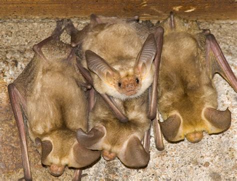 Pallid Bat Antrozous Pallidus