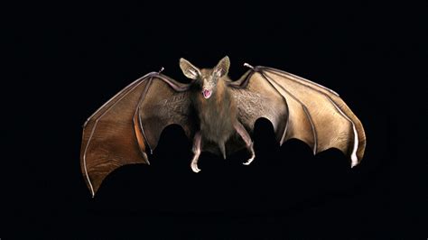 Vampire Bat Speicies
