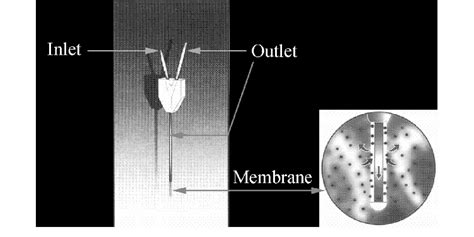 Illustration of a microdialysis probe. | Download Scientific Diagram