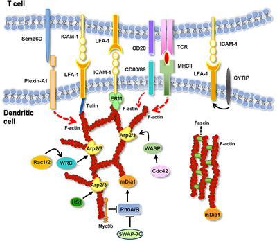 Frontiers The Actin Cytoskeleton At The Immunological Synapse Of