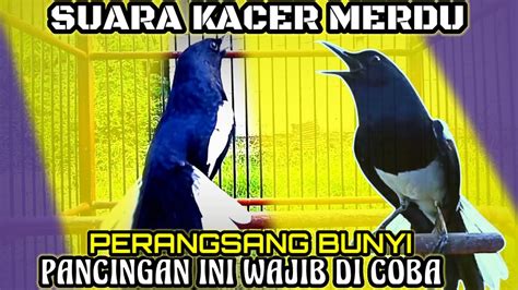 SUARA BURUNG Kacer Gacor NGEPLONG MERDU Rapat Ini AMPUH Buat PANCINGAN