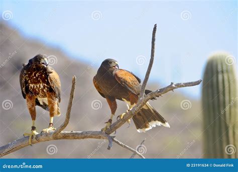 Harris s Hawks stock photo. Image of hawk, winged, close - 23191634