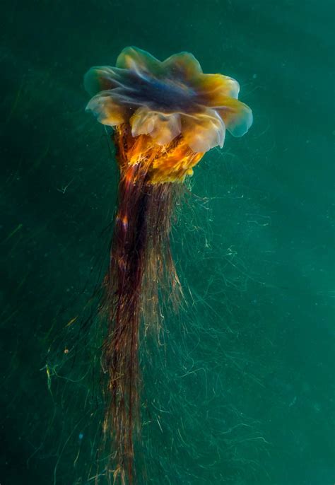 Songs Of The Salish Sea Freediving In The Kelp Forests Of The San Juan