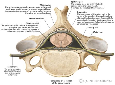 Spinal Cord Nervous Tissue