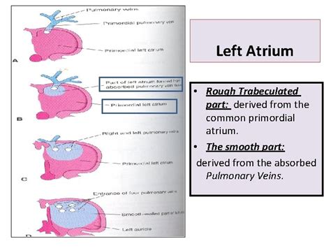 Heart Development By Prof Saeed Abuel Makarem Objectives