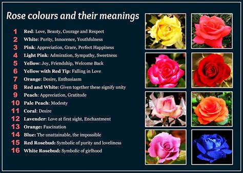 Beautiful Rose Colors And Their Meanings Rose Color Meanings Rose