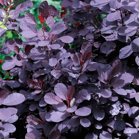 Cotinus Coggygria Royal Purple Smoke Bush Gardenersdream