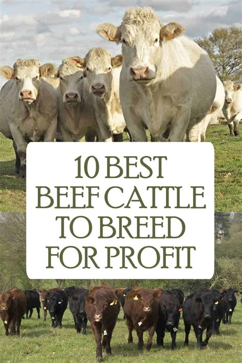 Best Beef Cattle Breeds