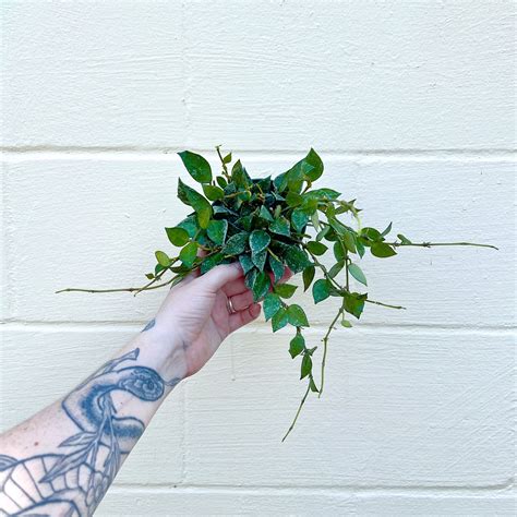 Hoya krohniana 'Splash' 4" | Serpentine Plants + Provisions