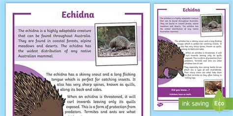 Australian Echidna Facts | Information + Resources | Twinkl