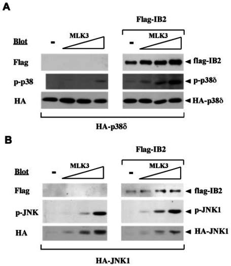 Synergistic Activation Of P D By Mlk And Ib Activation Of P D By