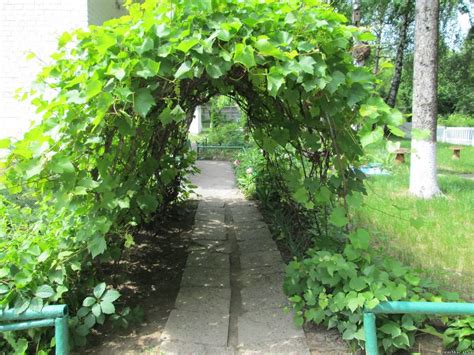 Виноградник на дачном участке (46 фото) - фото - картинки и рисунки ...