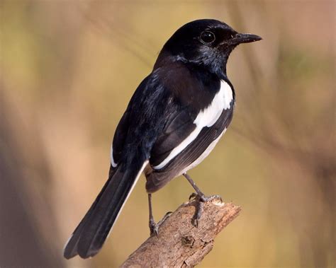 Male Madagascar Magpie Robin Copsychus Albospecularis Flickr