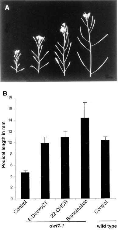 Wild Type And Dwf Inflorescences Treated With Br In Termediates