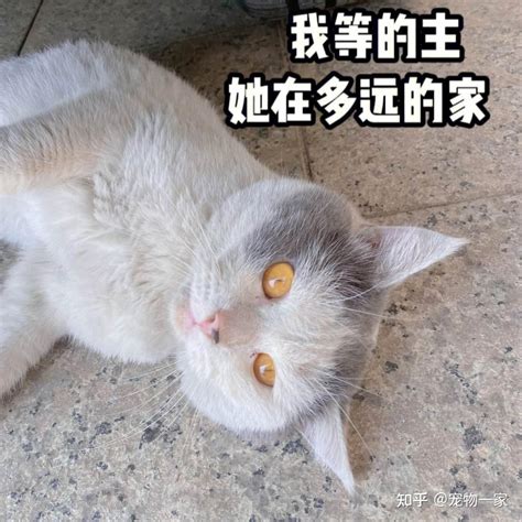 猫咪“离家出走”后，为什么就不回来了？真相有这6个 知乎