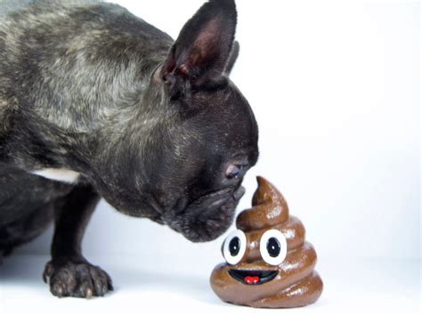 Can My Dog Get Sick From Eating His Own Poop